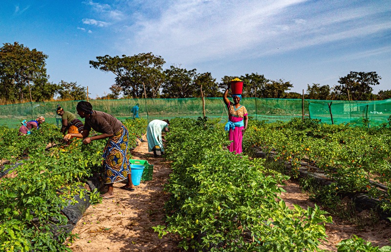 agricoltrici senegal